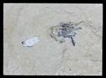 Cretaceous Fossil Shrimp - Lebanon #61546-1